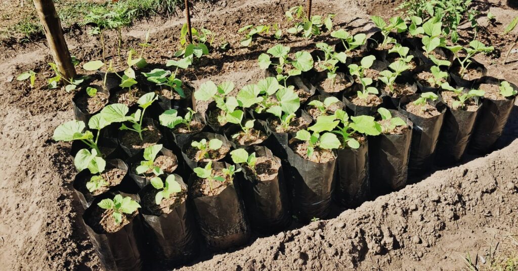 Wild Woody Cape Veggie Garden