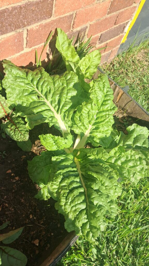 Wild Woody Cape Veggie Garden