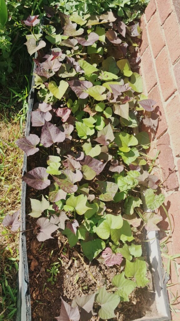 Wild Woody Cape Veggie Garden