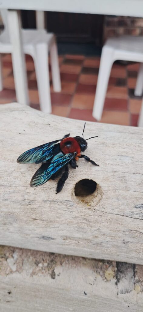 Wild Woody Cape