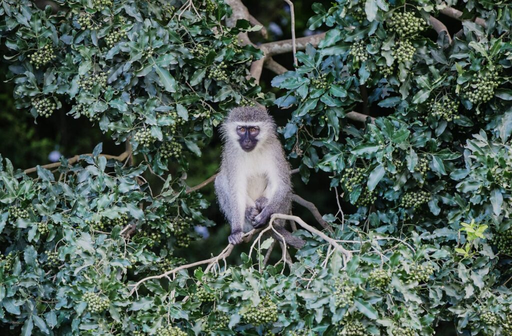 Wild Woody Cape