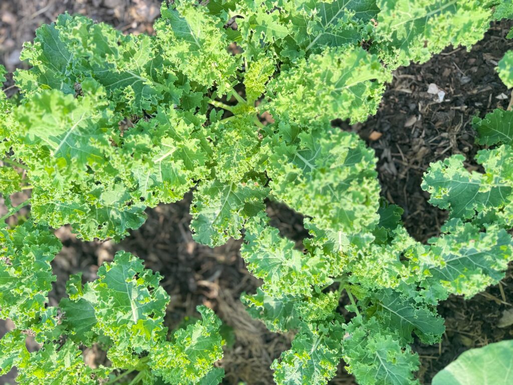 Wild Woody Cape Veggie Garden