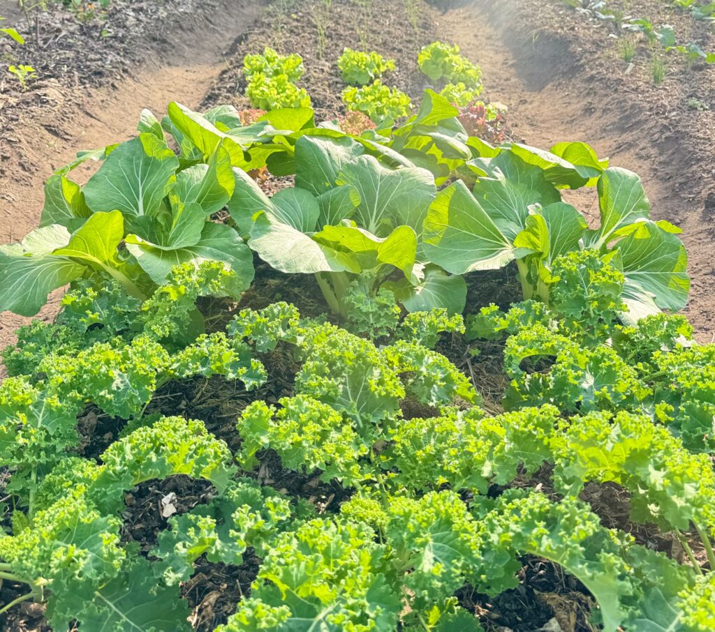 Wild Woody Cape Veggie Garden